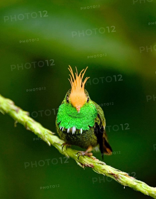 Rufous-crested Coquette