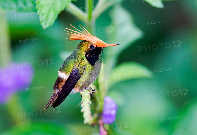 Rufous-crested Coquette