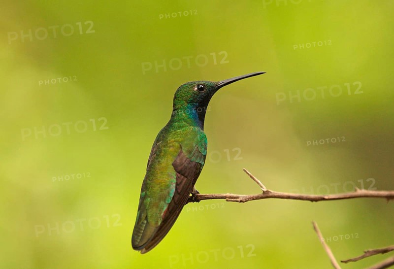 Black-throated mango