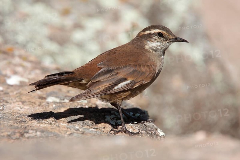 Olrog's cinclodes