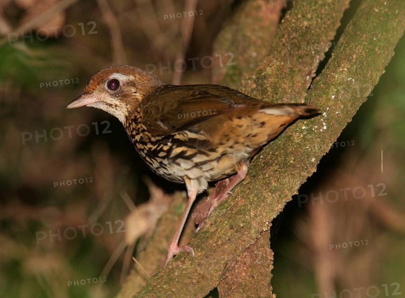 Stripe-breasted Ant-thrush
