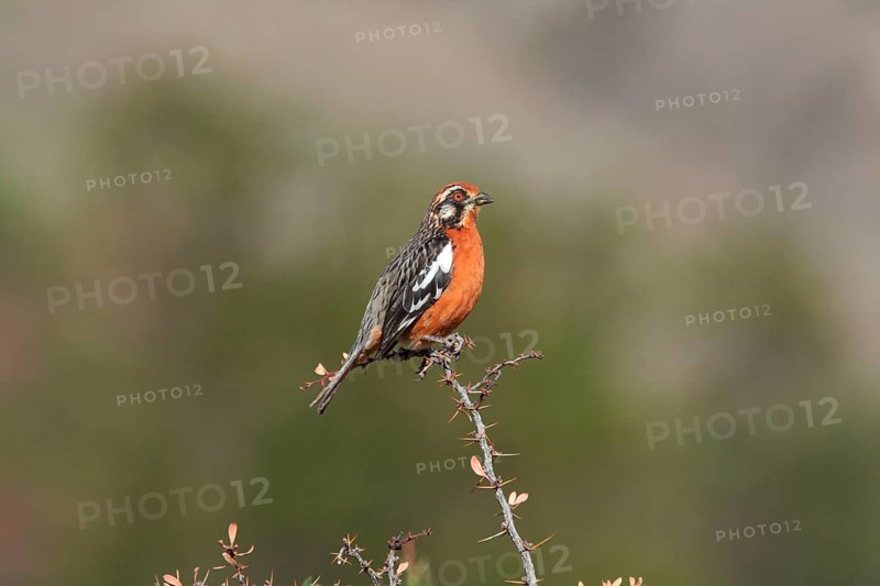 Rufous-tailed Plantcutter