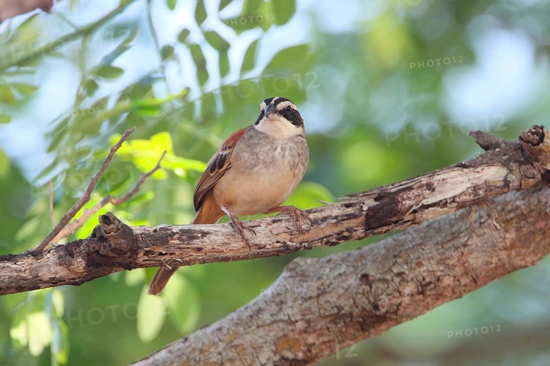 Stripe-headed Sparrow