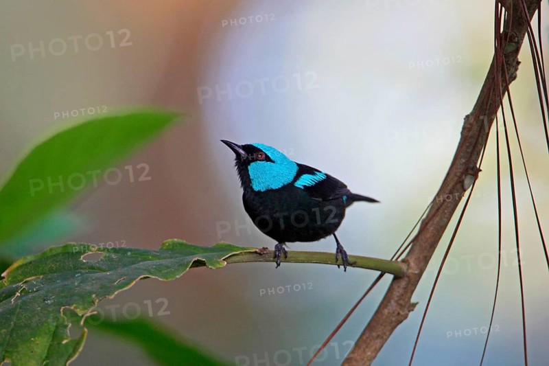 Scarlet-thighed Dacnis