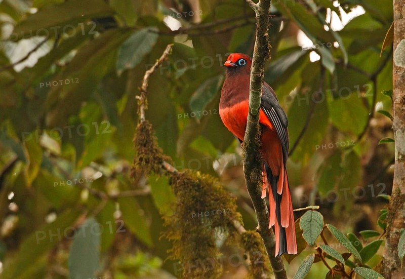Ward's Trogon