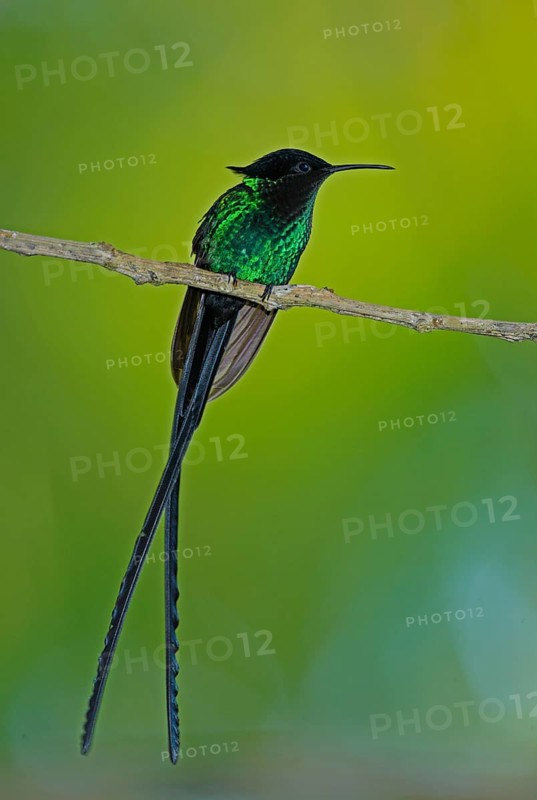 Black-billed Streamertail