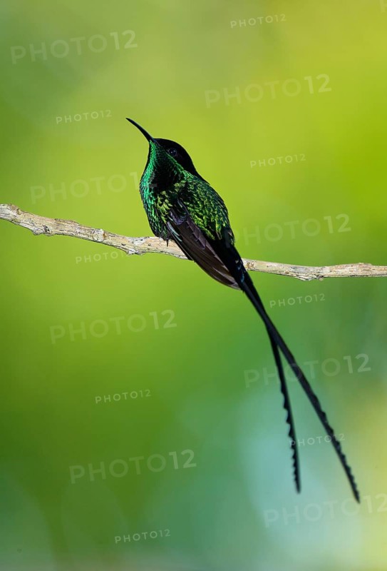 Black-billed Streamertail