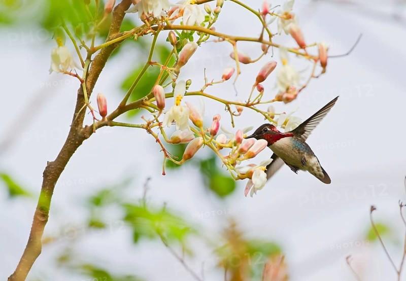 Bee hummingbird