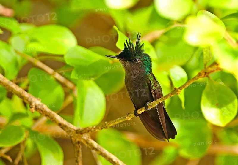 Antillean Crested Hummingbird