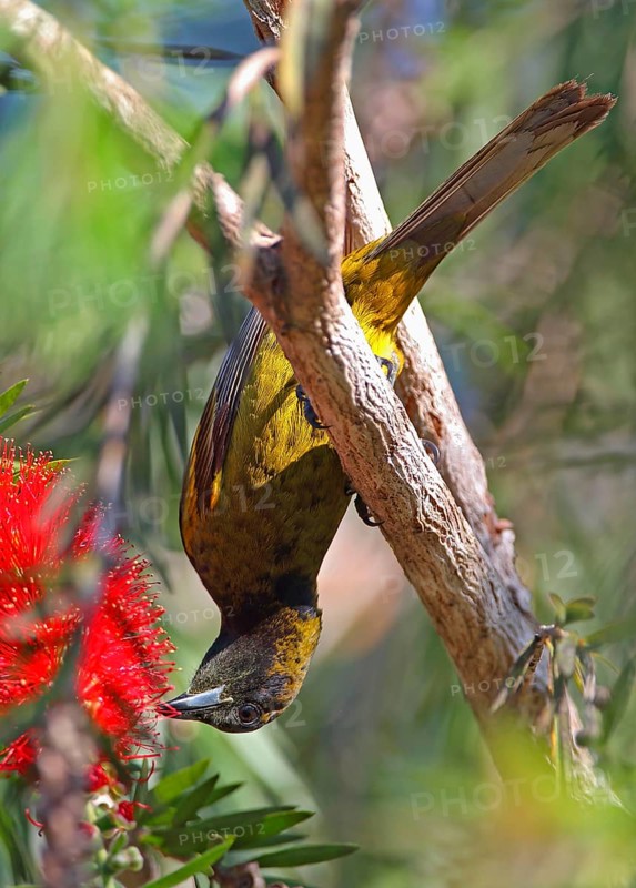 Cuban Oriole