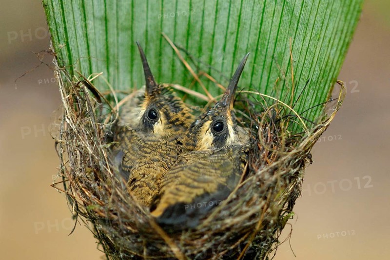 Western Long-tailed Hummingbird