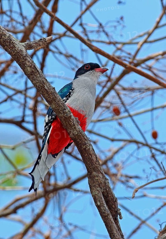 Cuban Trogon