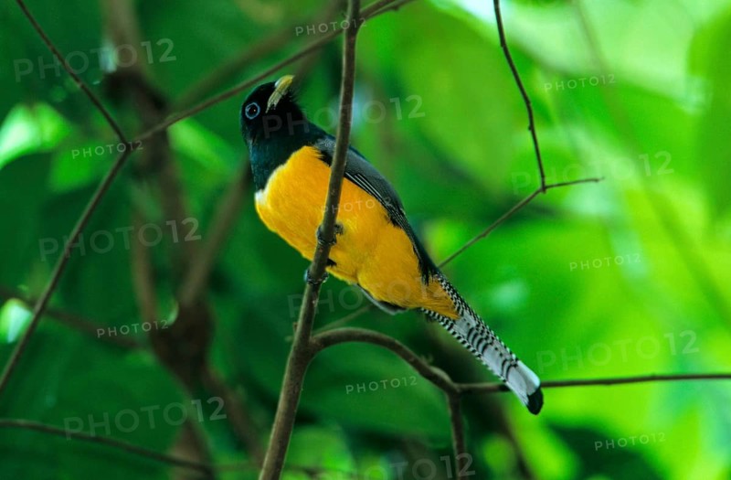 Black-throated Trogon