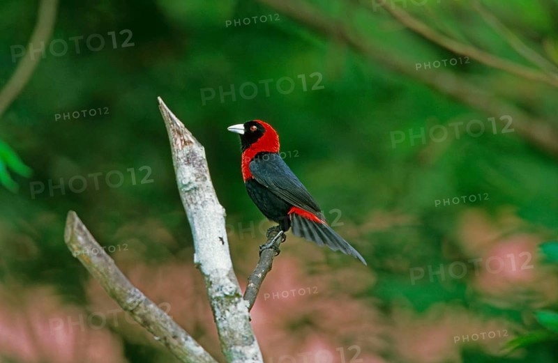 Crimson-collared tanager