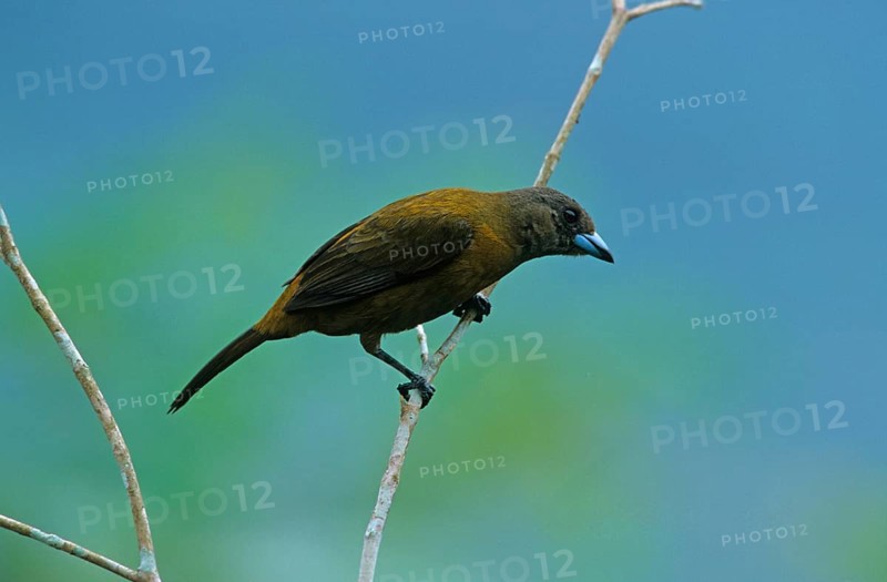 Fire-backed Tanager