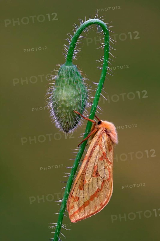 Ghost Moth
