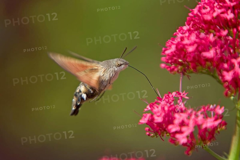Hummingbird Hawkmoth