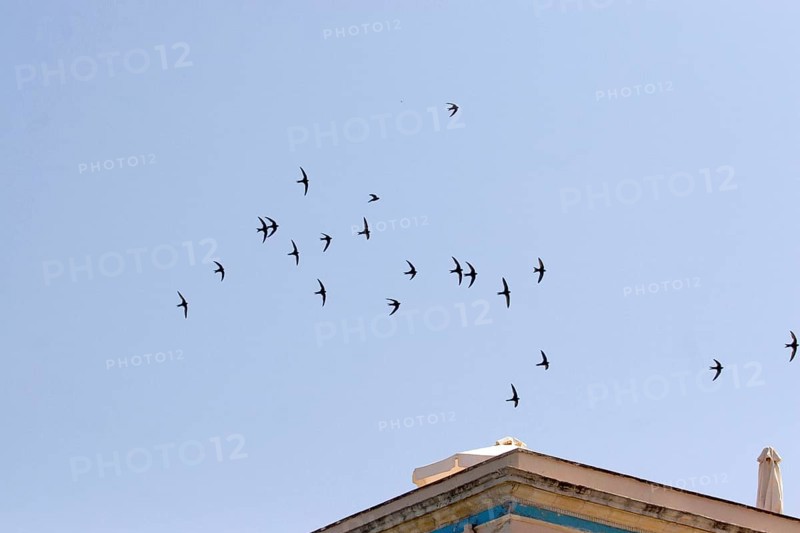 Swift flock over roof