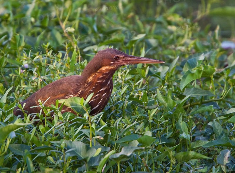Little Bittern