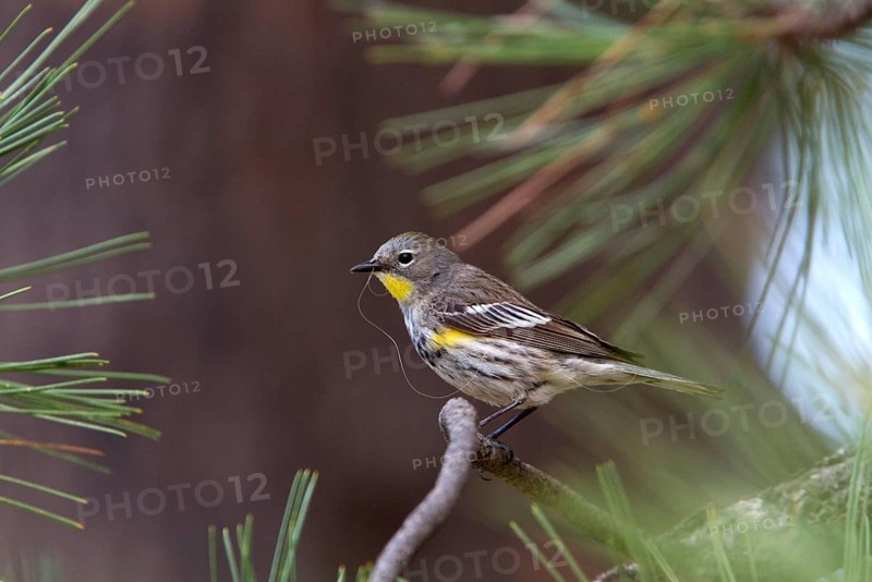 Crowned Warbler