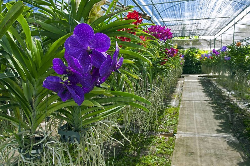 Colourful orchids in the greenhouse
