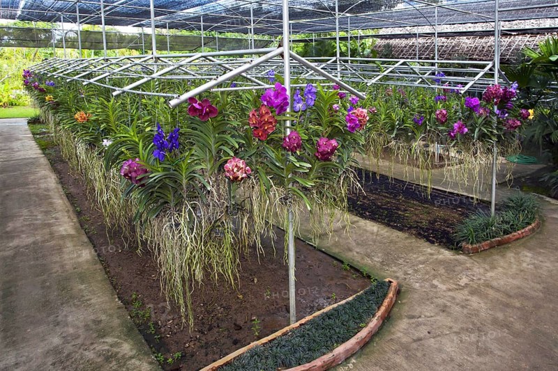 Colourful orchids in the greenhouse
