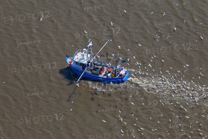 Aerial view of blue shrimp trawler boat fishing for shrimp at sea followed by seagulls