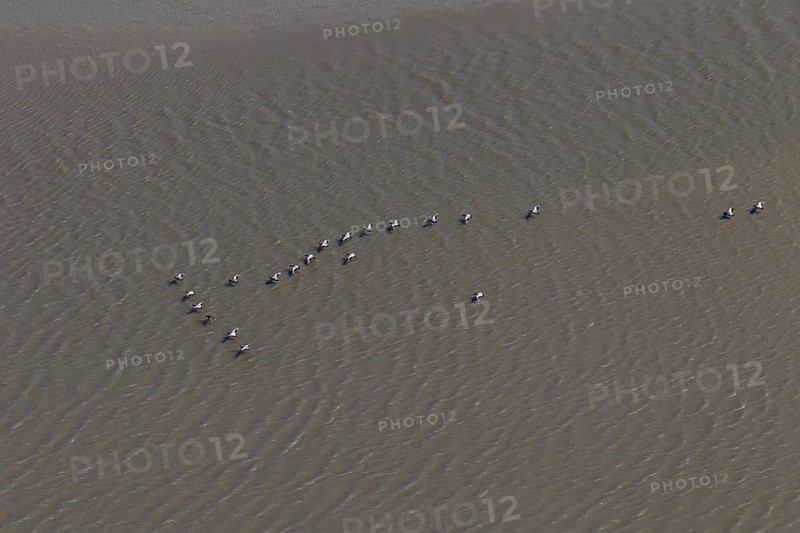 Flock of common eiders