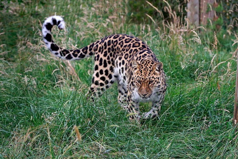 Amur leopard