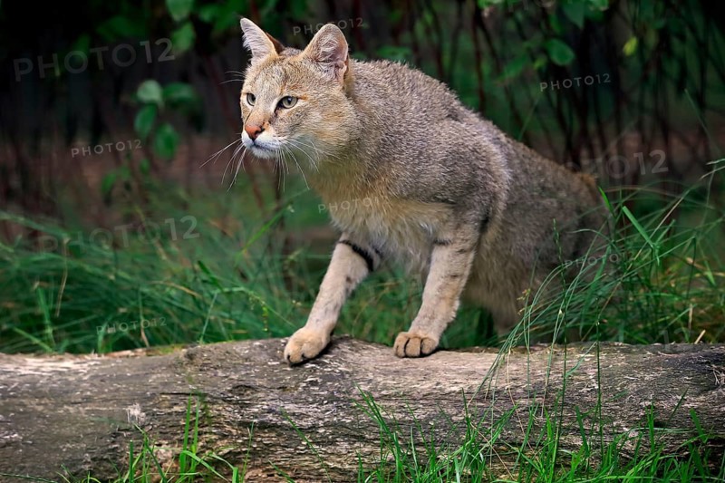 Jungle cat