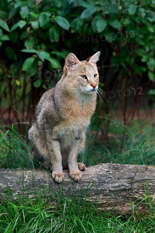 Jungle cat