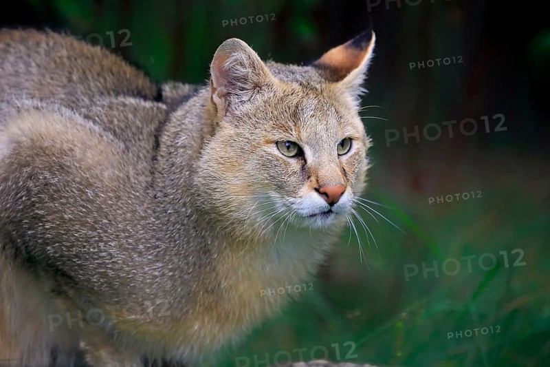 Jungle cat