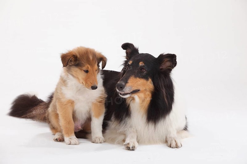 Collie