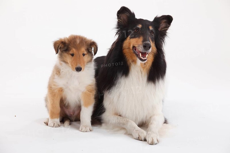 Collie