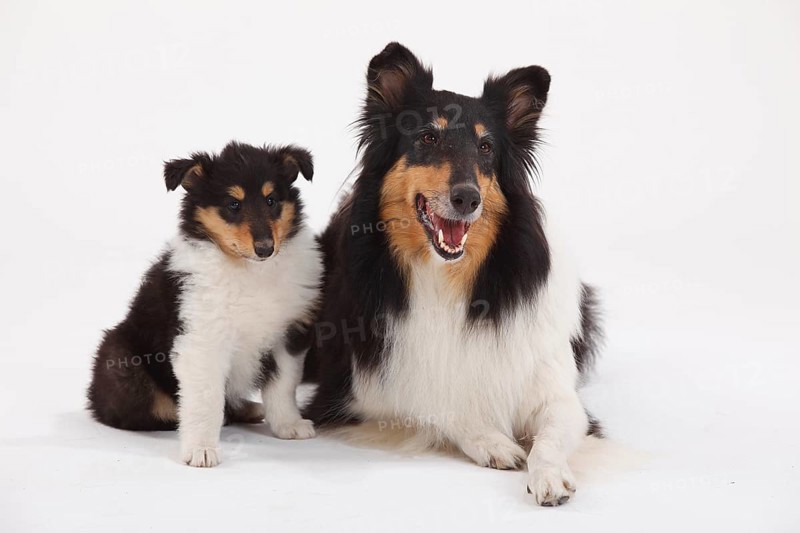 Rough Collie