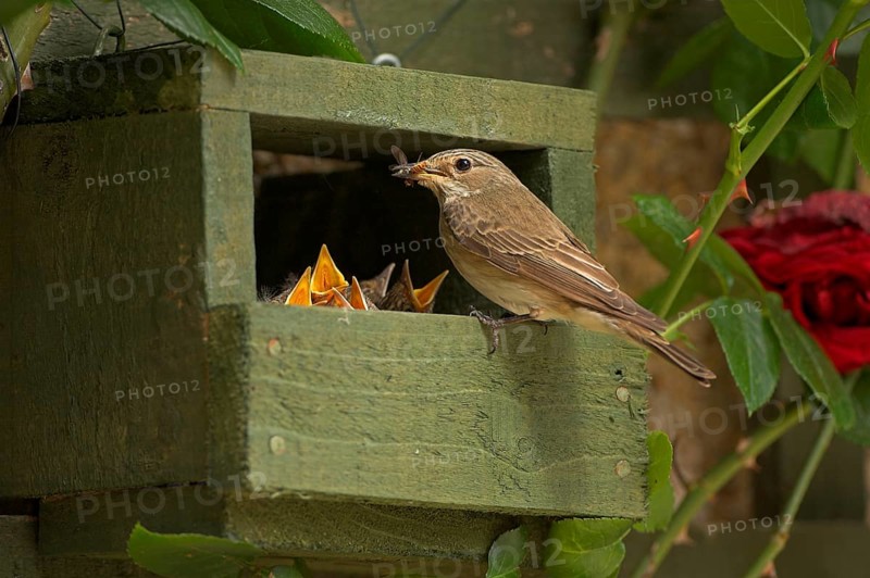 Spotted Flycatcher