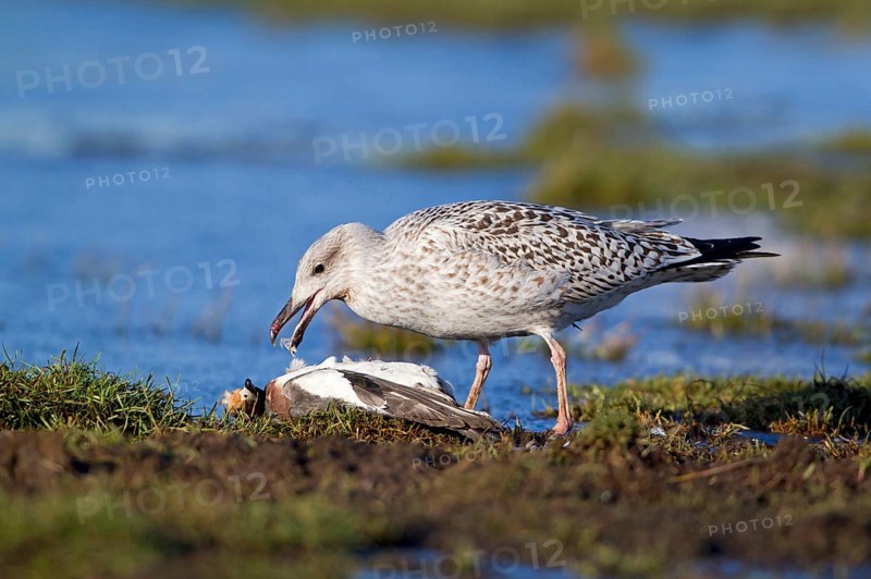 Great black-backed gull