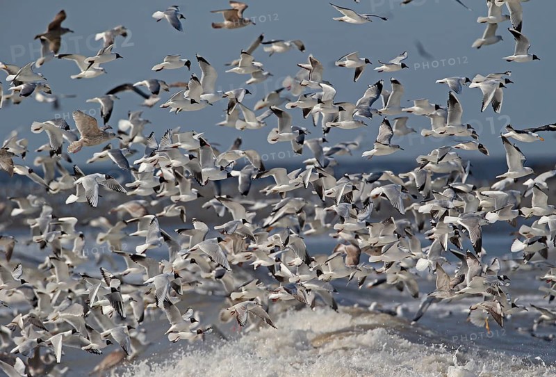European herring gull