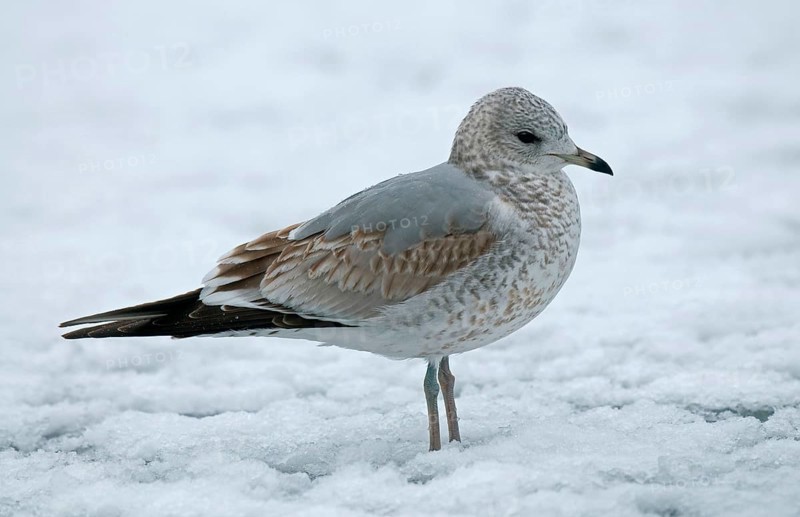 Common gull