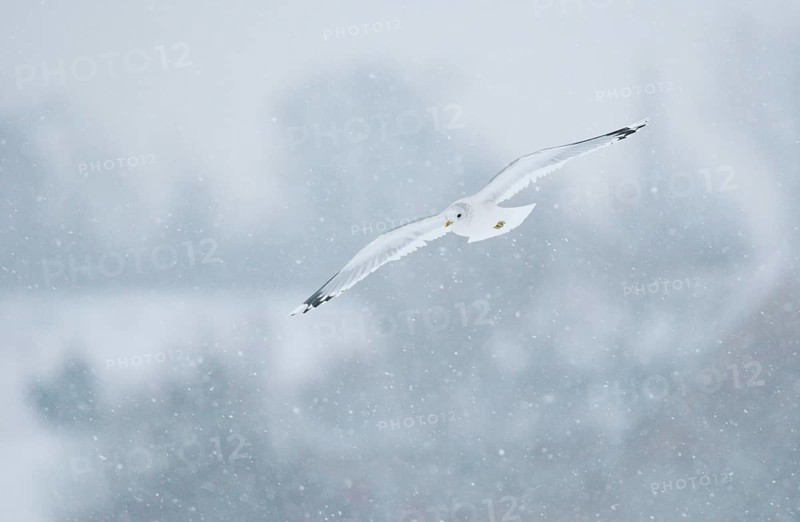 Common Gull