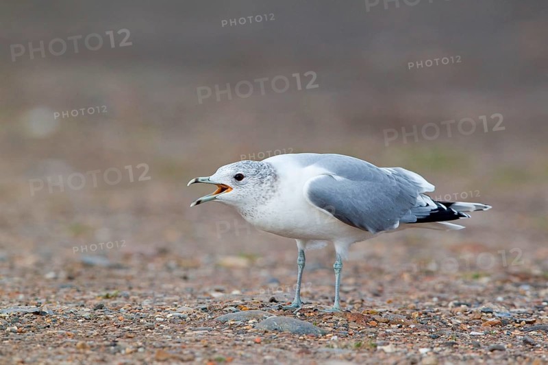 Common gull
