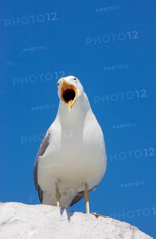 Caspian gulls