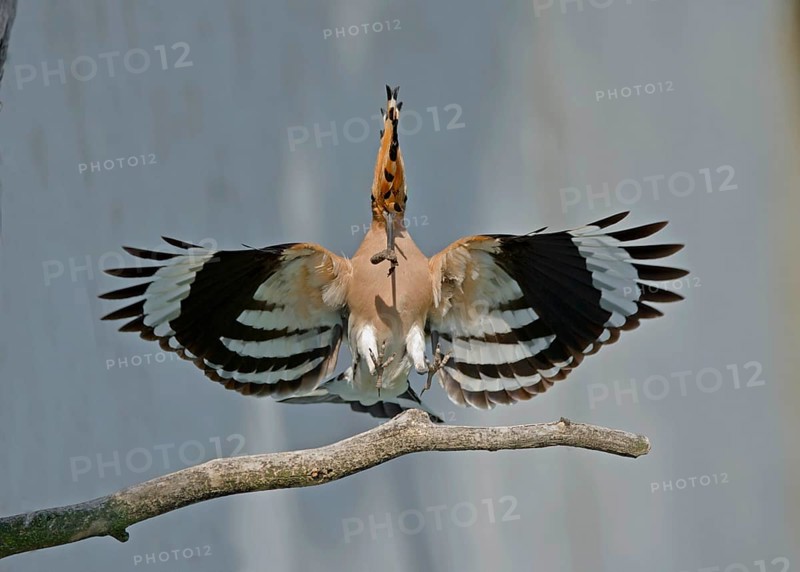 Eurasian Hoopoe