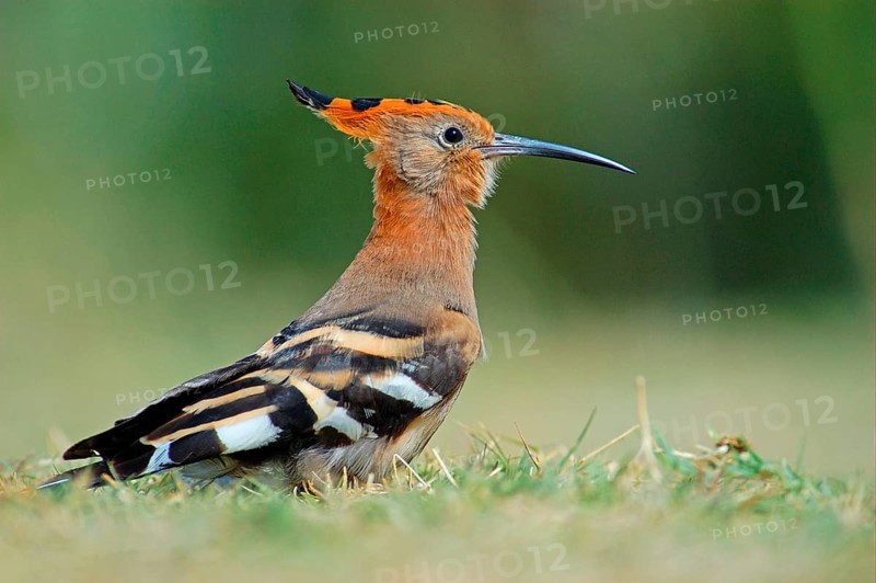 Upupa africana Hoopoe