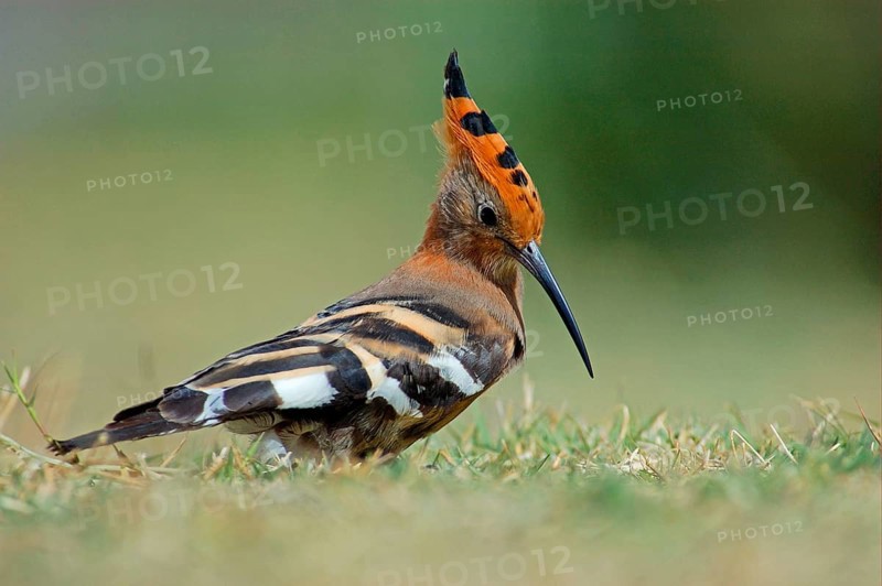 Upupa africana Hoopoe