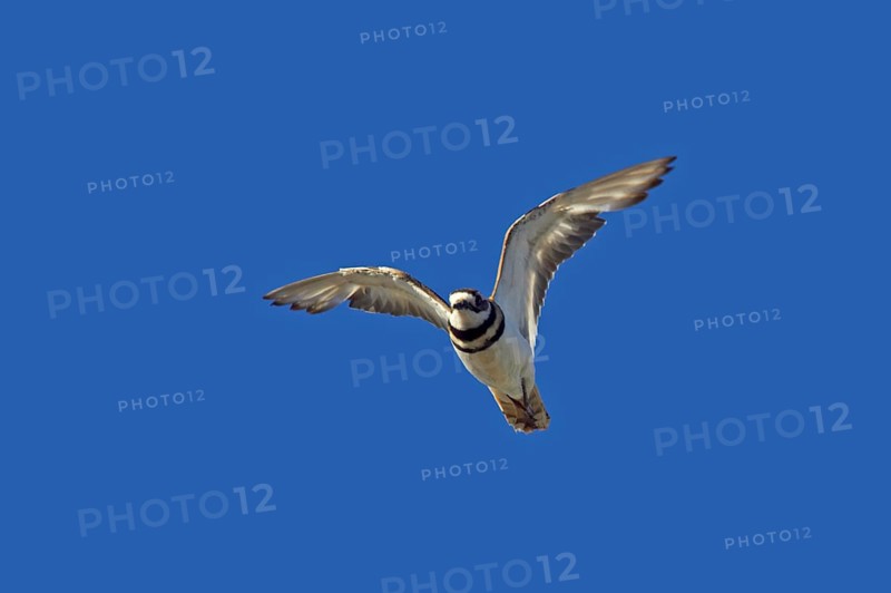 Killdeer