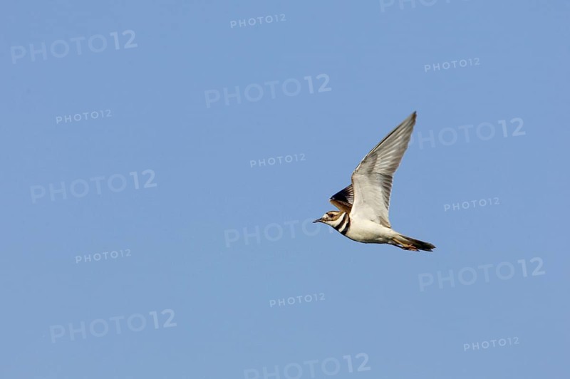 Killdeer