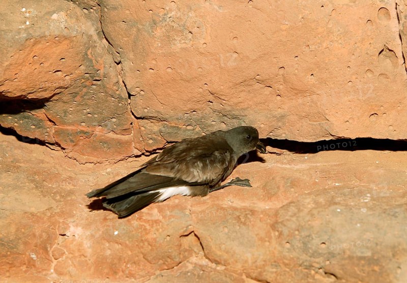 Band-rumped storm petrel