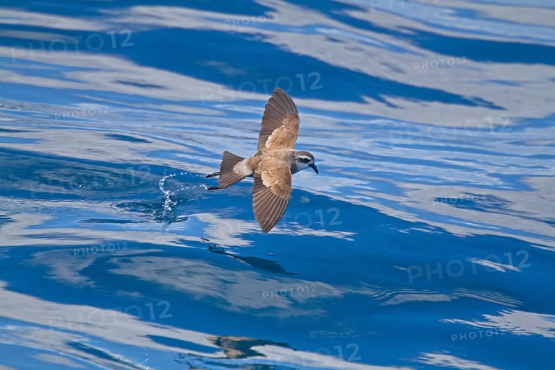 White-faced Storm-petrel