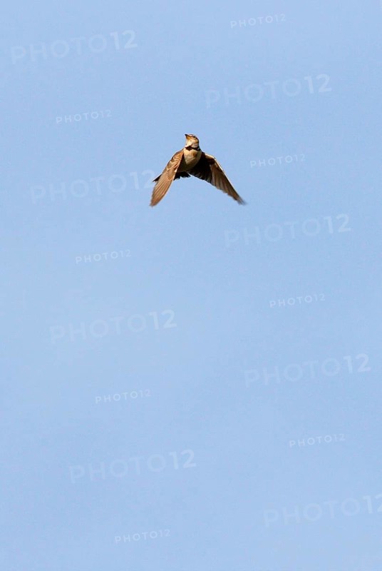 Bimaculated bimaculated lark